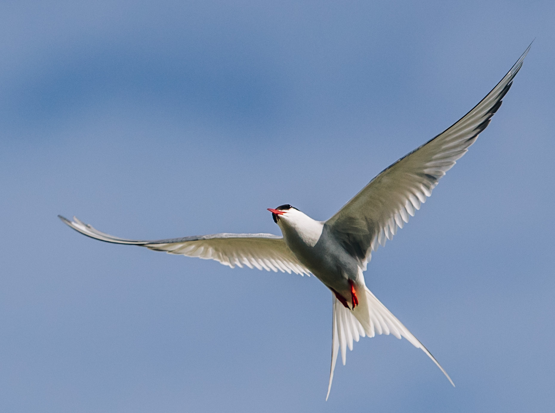 ARCTICTERN-12