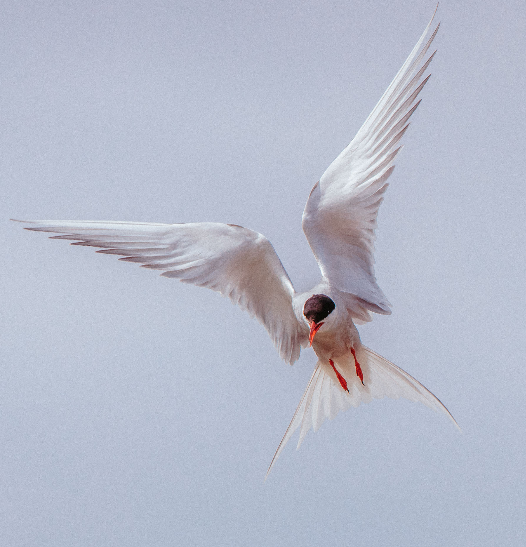 ARCTICTERN-4