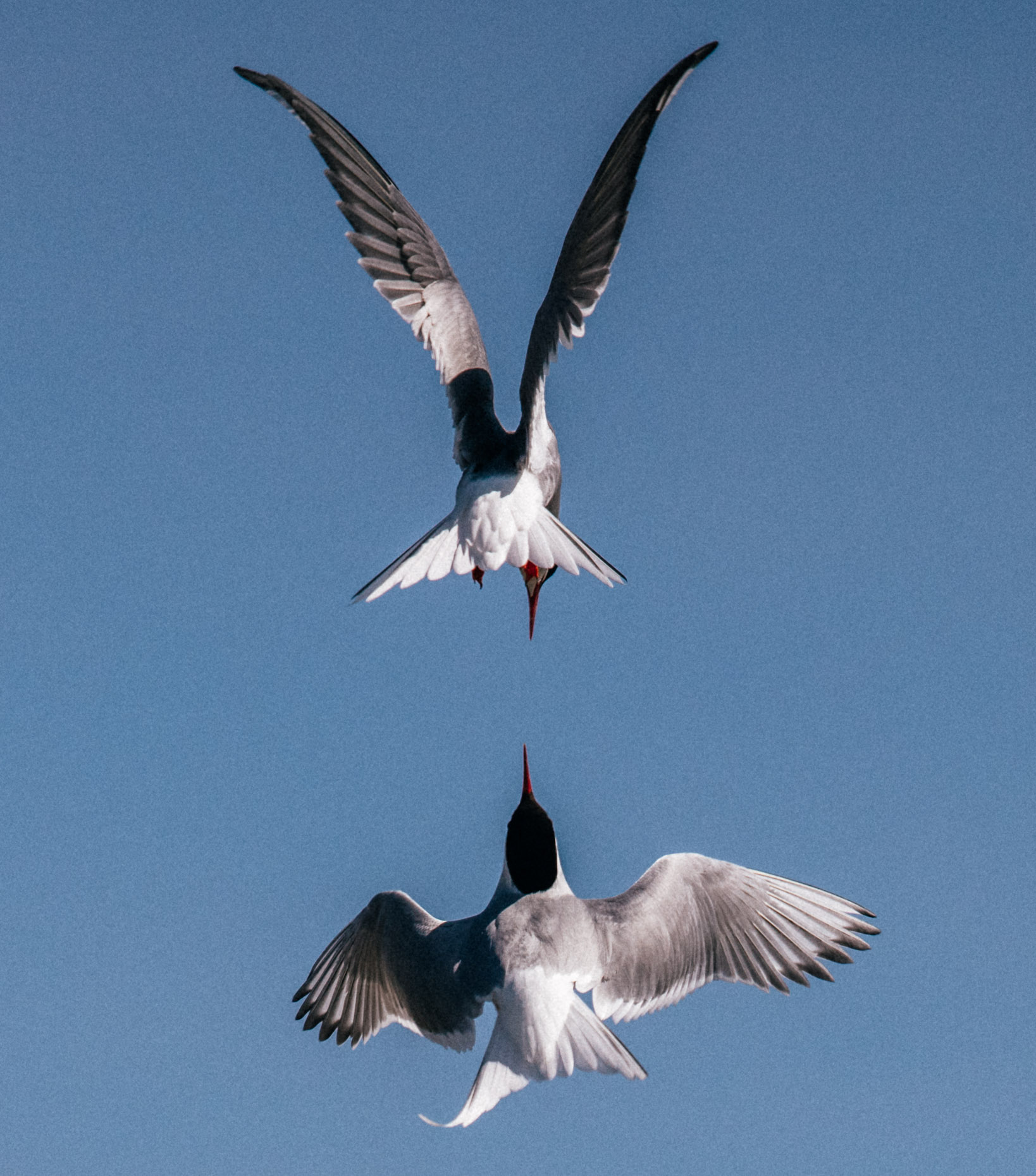 ARCTICTERN-5