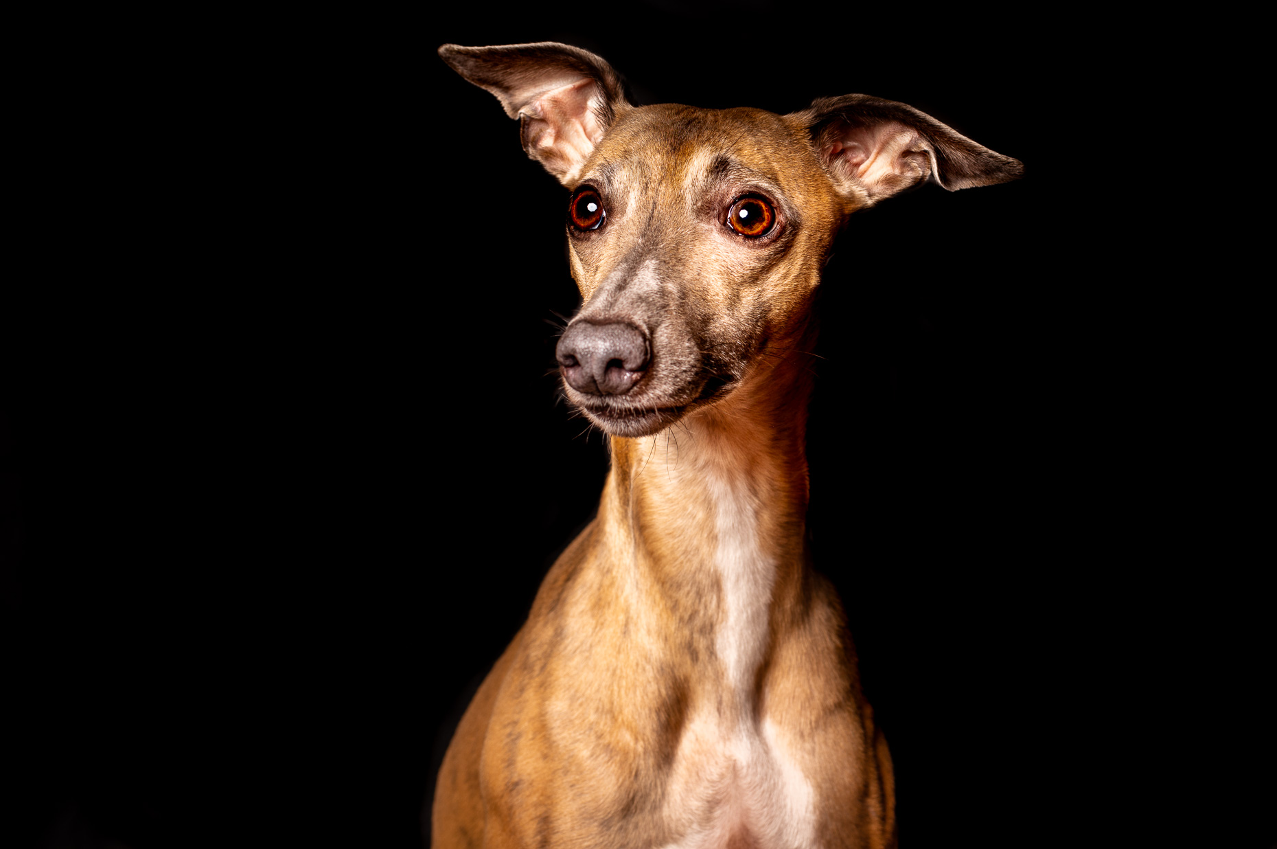 WHIPPET-2
