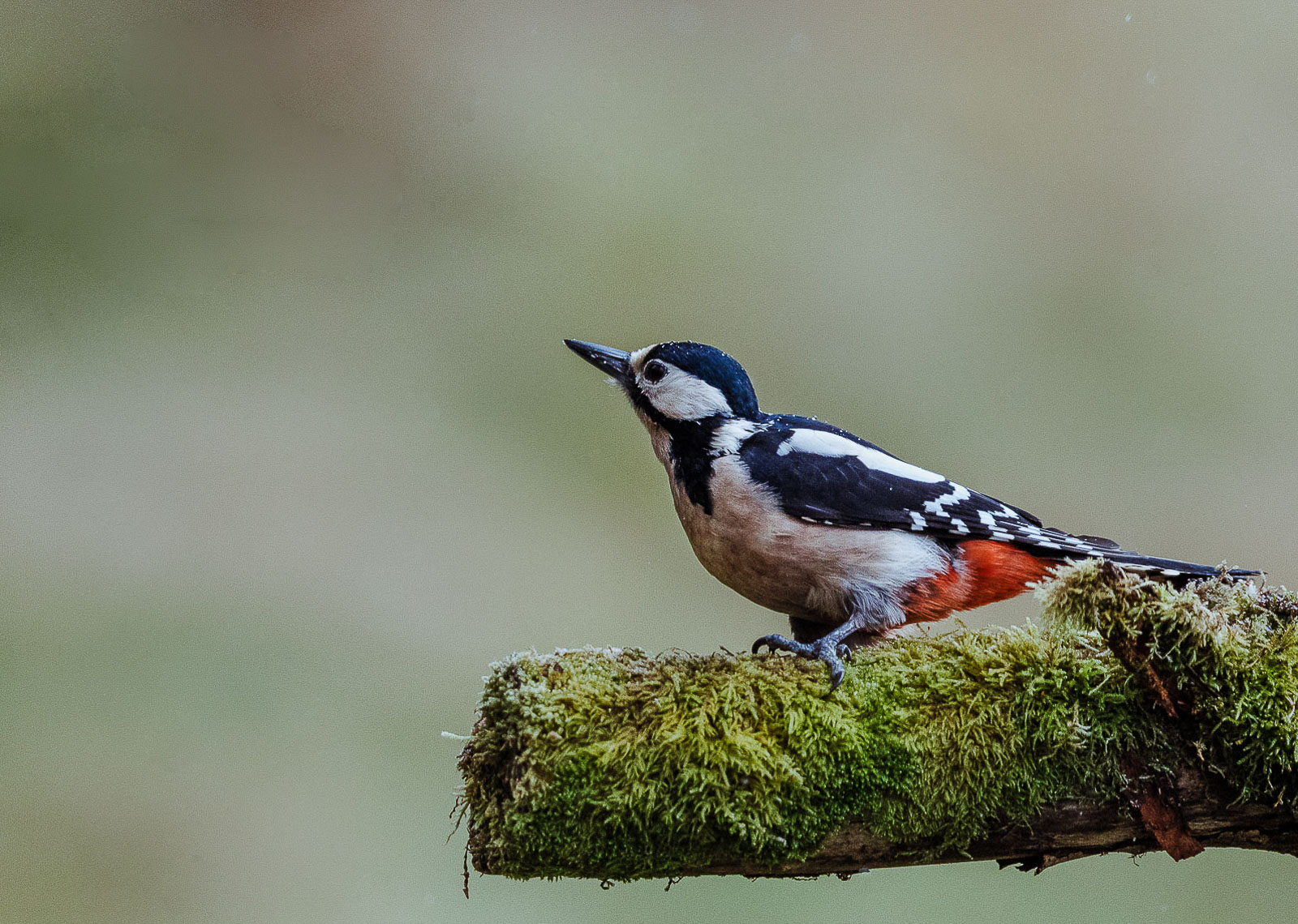 aphotobird-19