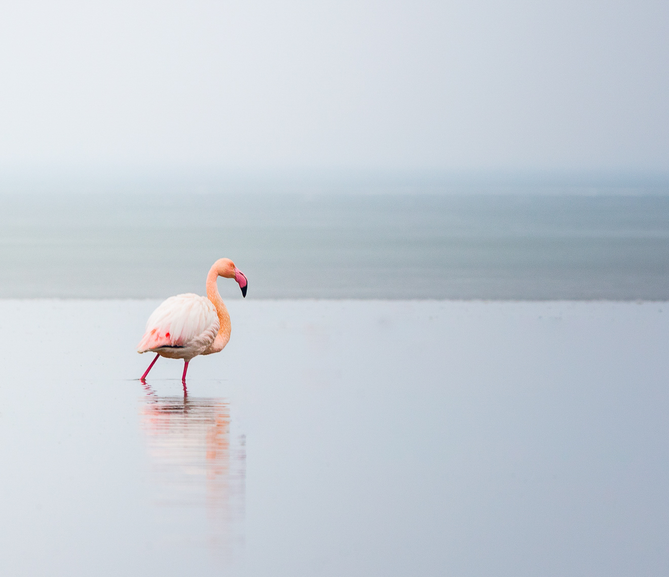 birdingss-15