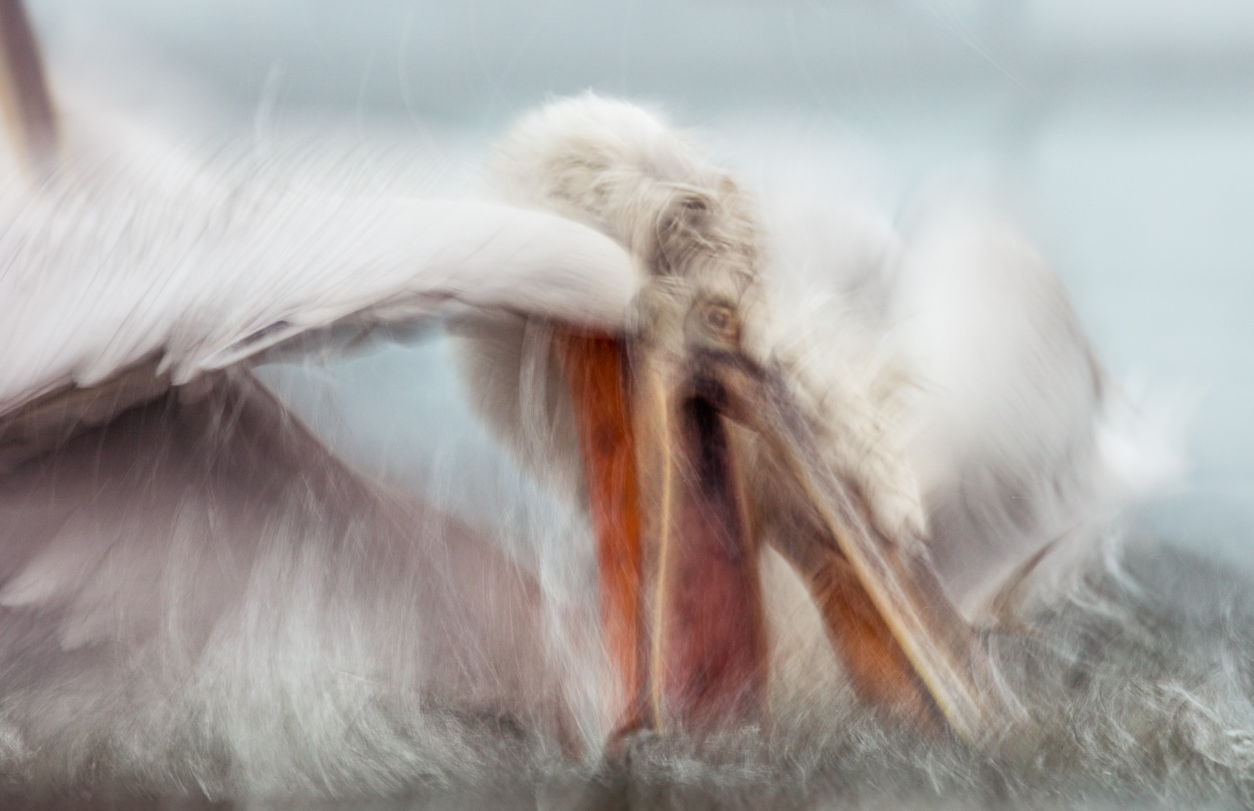 birdingss-26