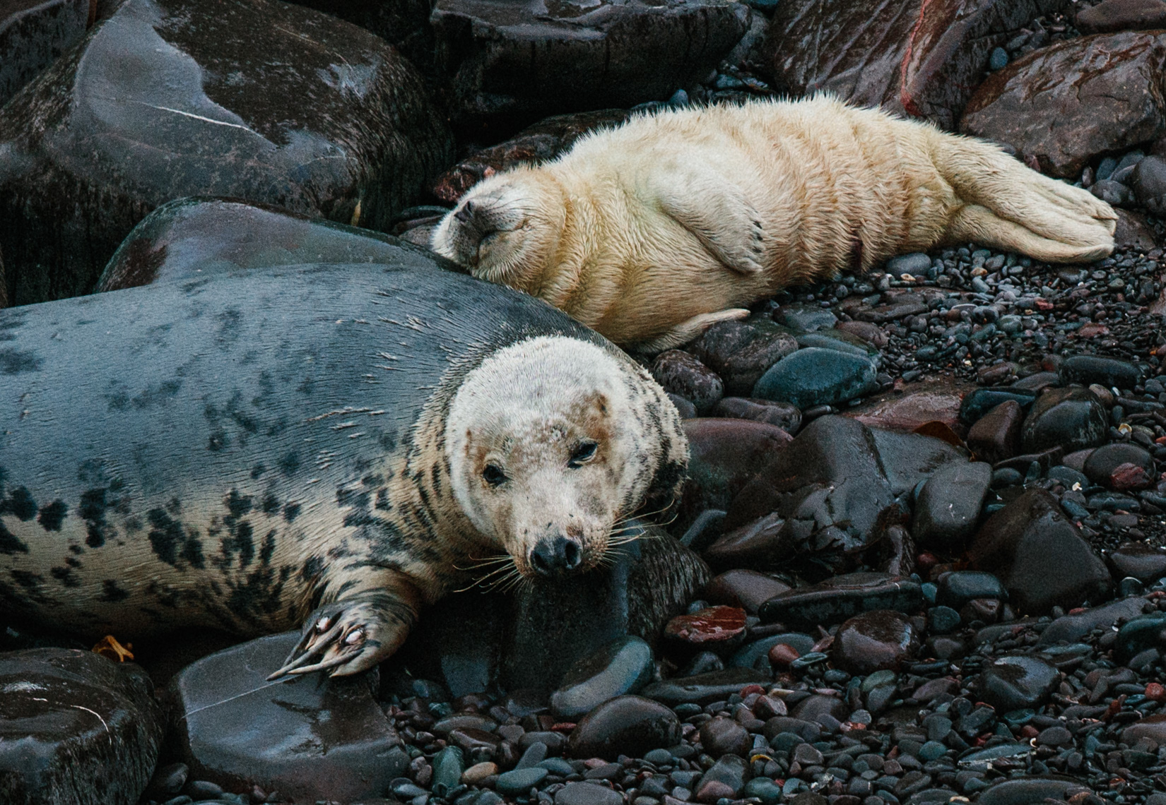 britsealwebss111-14