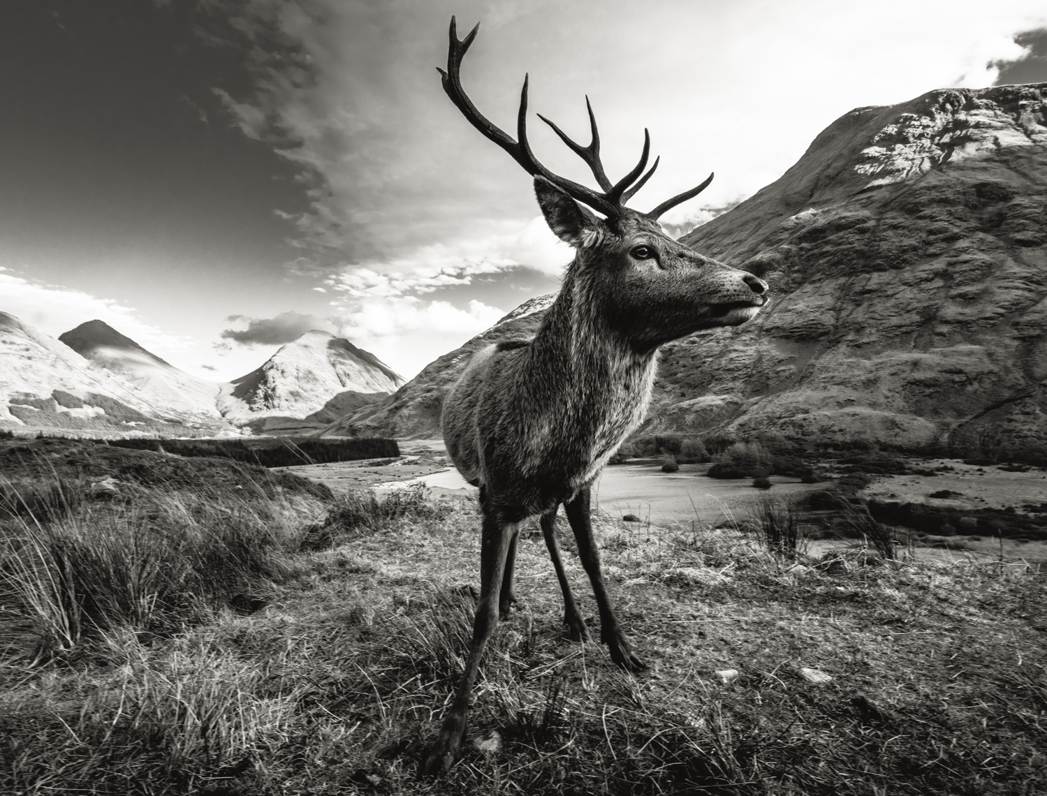 britwildlifewebs-5