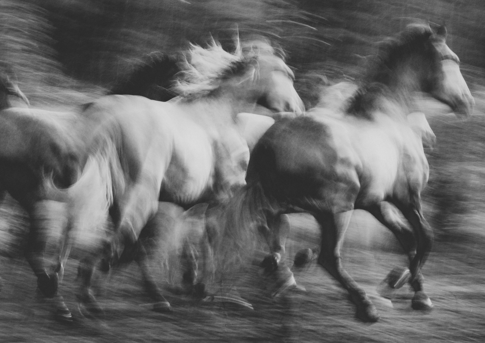 horseabsssey-18