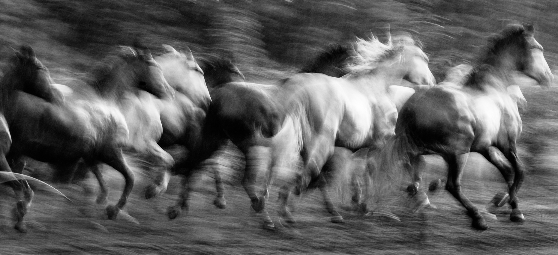 horseabsssey-19