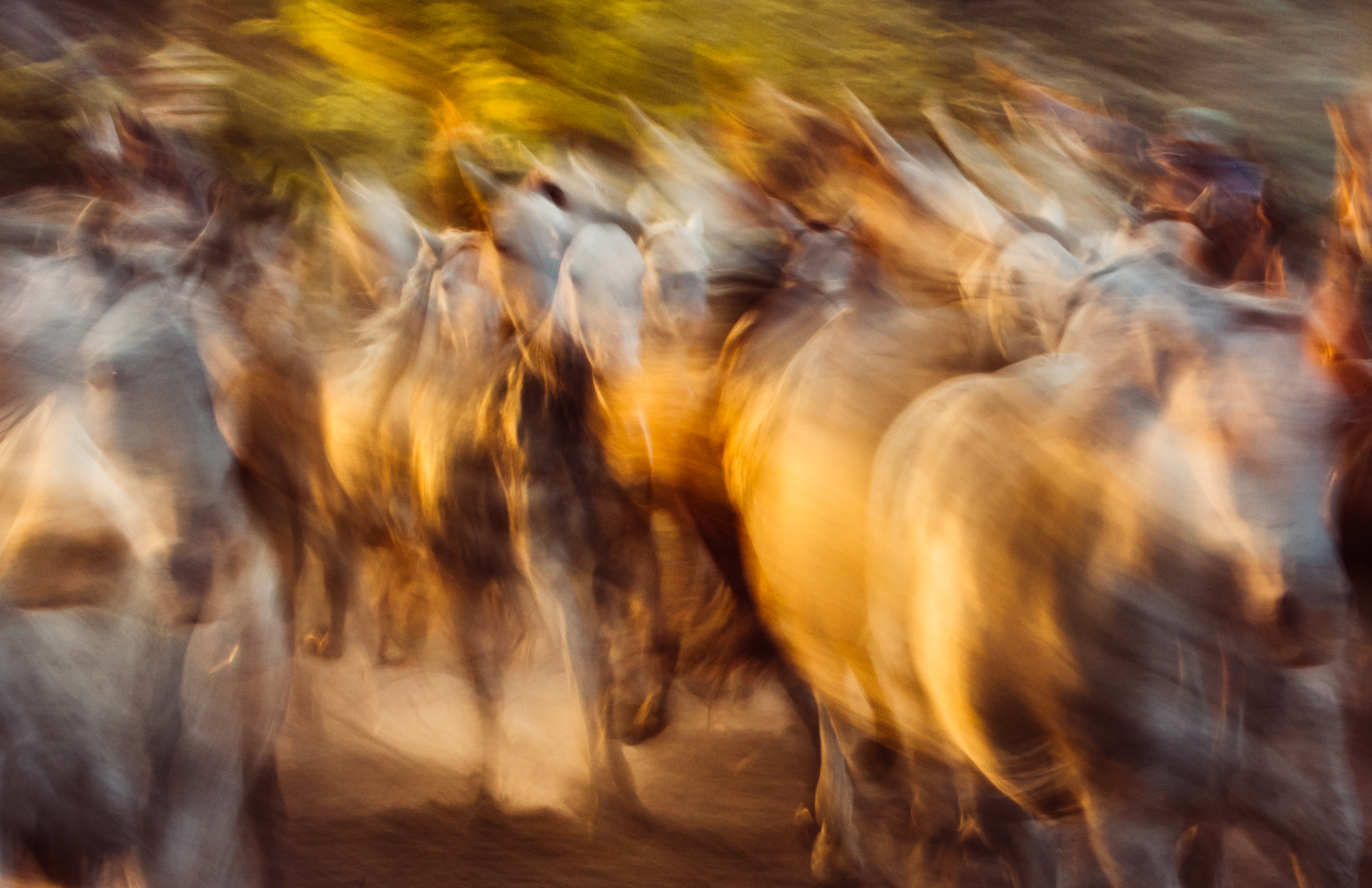 horseabsssey-6