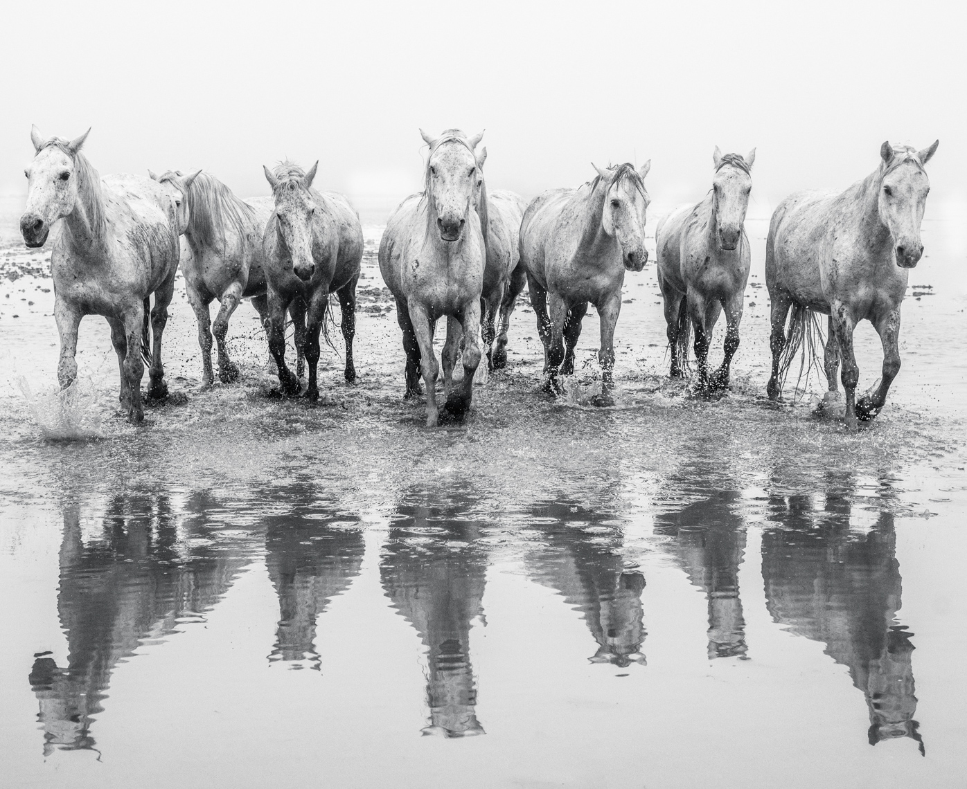 horsewater-8