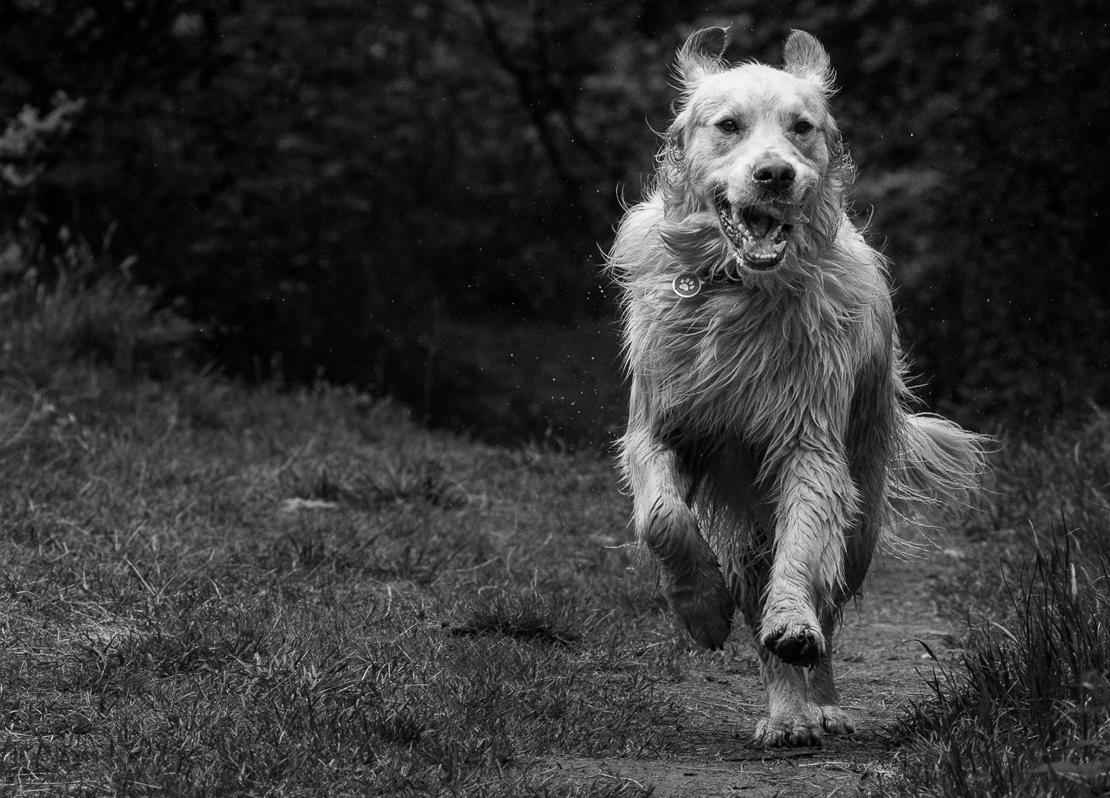 hound-11