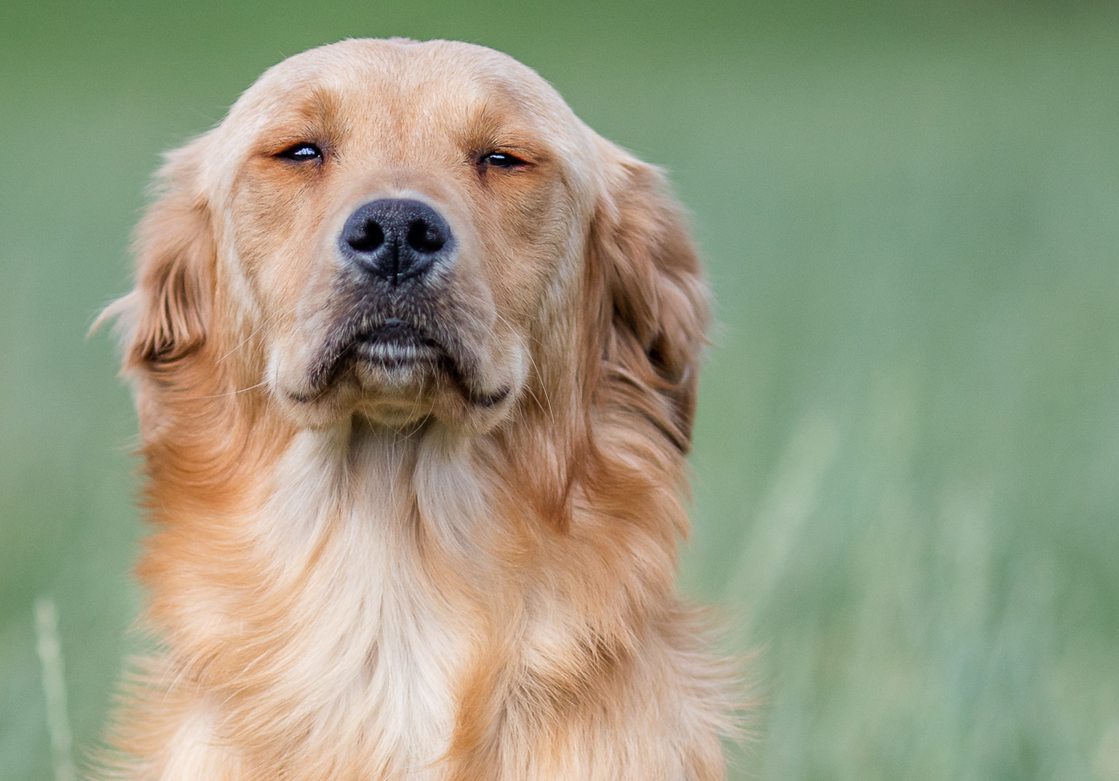 newdog-4