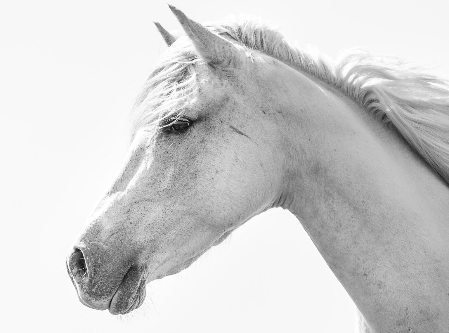 seahorsess-2